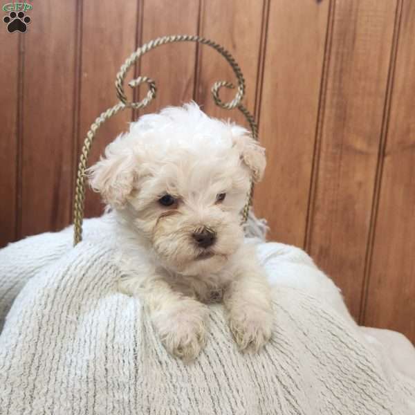 Joey, Havanese Puppy